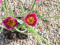 Tulipa%20humilis%20pulchella%2004.JPG
