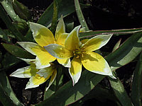 Tulipa%20tarda%20(Dasystemon)%2001.jpg