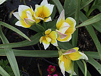 Tulipa%20tarda%20(Dasystemon)%2002.jpg