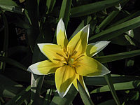 Tulipa%20tarda%20(Dasystemon)%2003.JPG