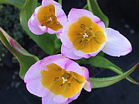 Tulipa%20violacaea%20Lilac%20Wonder.JPG
