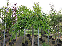 Ulmus%20glabra%20Horizontalis%20-%20junge%20Krone.JPG