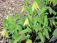 Uvularia%20perfoliata%20var%20flava%2001.JPG