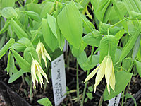Uvularia%20perfoliata%20var%20flava%2002.JPG