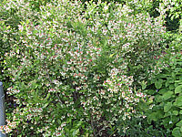 Vaccinium%20corymbosum%2001%20Heidelbeer-Bluete.JPG
