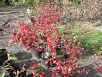 Vaccinium%20corymbosum%2005%20Herbstfaerbung.JPG