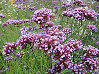 Verbena%20bonariense%2002.JPG