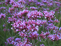 Verbena%20bonariense%2003%20Macro.JPG