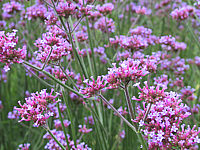 Verbena%20bonariense%2003a.JPG