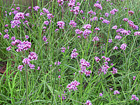 Verbena%20bonariense%2003b.jpg