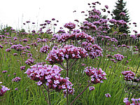 Verbena%20bonariense%2004.JPG