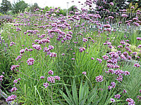 Verbena%20bonariense%2005.JPG