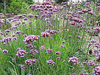 Verbena%20bonariense%2006.JPG