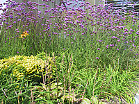 Verbena%20bonariense+Solidago%20Laurin.JPG