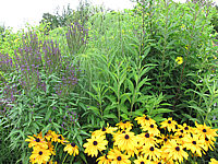Verbena%20hastata%20+%20Rudbeckia%20hirta.JPG