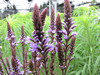 Verbena%20hastata%2002%20Bluete%20nah.JPG
