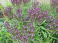 Verbena%20hastata%2003%20Bluete.JPG