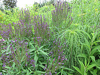 Verbena%20hastata%2005.JPG