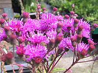 Vernonia%20crinita%2001.jpg