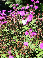 Vernonia%20crinita%2002.jpg
