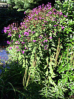 Vernonia%20crinita%2003.jpg