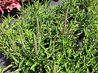 Veronica%20spicata%20Rotfuchs.JPG