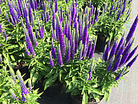 Veronica%20spicata%20Royal%20Candles.JPG