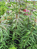 Veronicastrum%20virginicum%2001.JPG