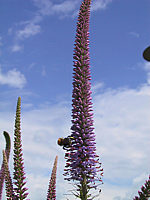 Veronicastrum%20virginicum%20Bluete1.JPG