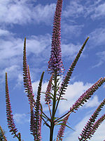 Veronicastrum%20virginicum%20Bluete2.JPG