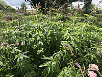 Veronicastrum%20virginicum%20Fascination%2002.JPG