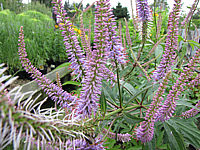 Veronicastrum%20virginicum%20Fascination%2003%20Bluete.JPG