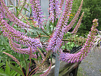 Veronicastrum%20virginicum%20Fascination%2004%20Bluete.JPG