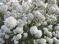 Viburnum%20Hybride%20Eskimo%2001.JPG