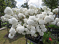 Viburnum%20Hybride%20Eskimo%2003.JPG