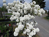 Viburnum%20Hybride%20Eskimo%2004.JPG