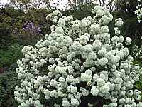 Viburnum%20Hybride%20Eskimo%2005.JPG