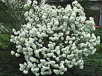 Viburnum%20Hybride%20Eskimo%2006.JPG