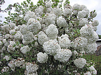 Viburnum%20Hybride%20Eskimo%2007.JPG