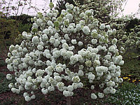 Viburnum%20Hybride%20Eskimo%2008.JPG