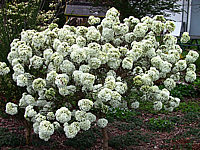 Viburnum%20Hybride%20Eskimo%2009.jpg