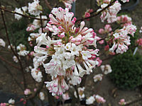 Viburnum%20bodnantense%20Charles%20Lamont%2001%20Bluetenmacro.JPG