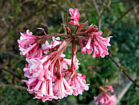 Viburnum%20bodnantense%20Dawn%2001%20Bluete.jpg