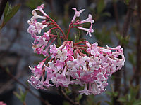Viburnum%20bodnatense%20Dawn%2002.JPG