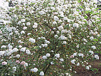 Viburnum%20brukwoodii%2001%20bluehend.JPG
