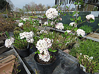 Viburnum%20burkwoodii%20Anne%20Russell%2001%20jung%20bluehend.JPG