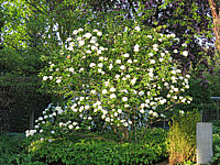 Viburnum%20carlcephalum%2001.JPG