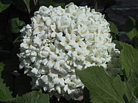 Viburnum%20carlcephalum%2003.jpg
