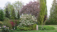 Viburnum%20carlcephalum%2004.JPG