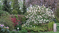 Viburnum%20carlcephalum%2005.JPG